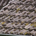 Understanding Mold Growth on Commercial Roofs